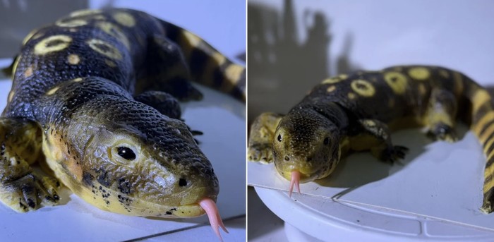 Wow! Kue Persis Biawak yang Tampilannya Bikin Merinding: Kreasi Kue Realistis dari Vetmon Cafe
