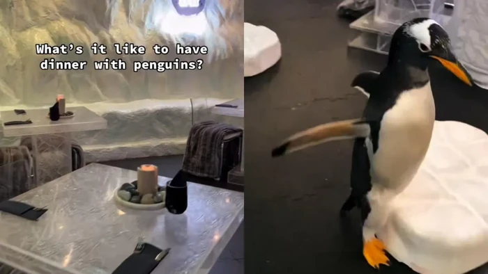 Nikmati Makanan dengan Teman Baru, Penguin di Restoran Ini!