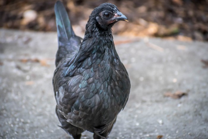 Resep Ayam Cemani: Dari Mistis Hingga Masakan Lezat, Hanya untuk Anda