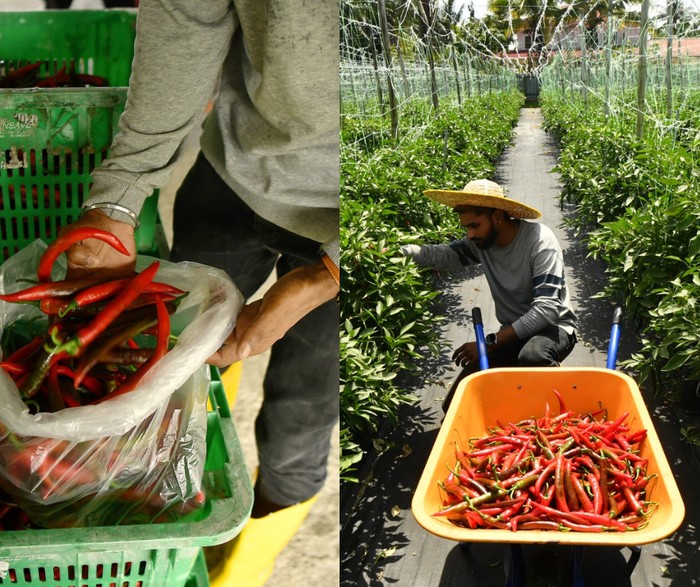 **Resep Cabai Lezat ala Mantan Insinyur: Dari Teknik ke Tanah, Rasakan Kelezatan Rp 193 Juta!**