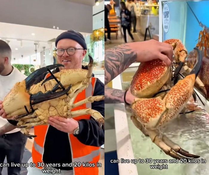 Maha Mahal! Food Blogger Disorot Usai Nikmati Kepiting Langka Rp 20 Juta
