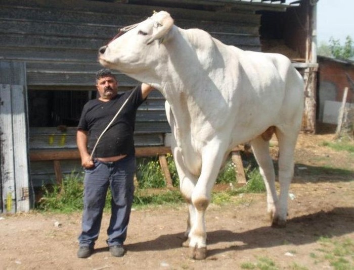 **Bukan Sapi Limosin! Ini Daging Chianina, Jenis Sapi Terbesar untuk Hidangan Spesialmu!**