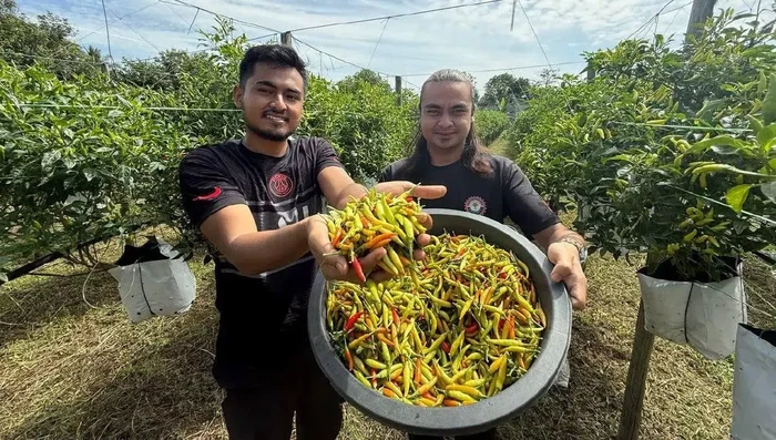 **Resep Pedas dengan Cabai Segar dari Petani Teknisi, Bikin Selera!**