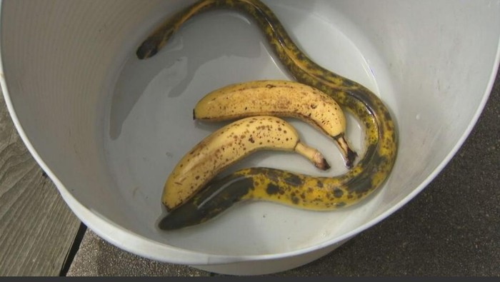 Belut Pisang Langka, Fenomena Menarik dari Jepang