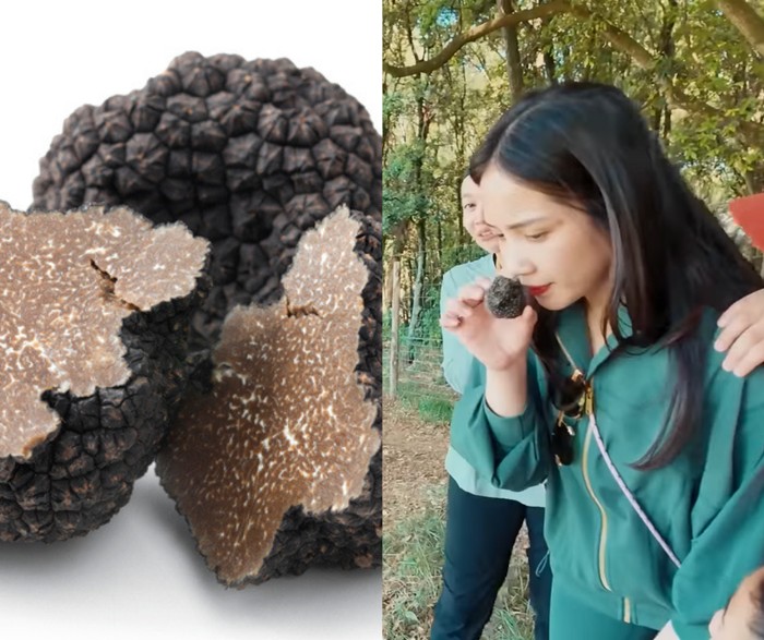 **Seru! Nagita Slavina Cari Jamur Truffle di Italia Dibantu Penciuman Anjing**