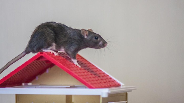 8 Kasus Hantavirus Terungkap, Kemenkes Gelar Aksi Pencegahan di 4 Provinsi Indonesia
