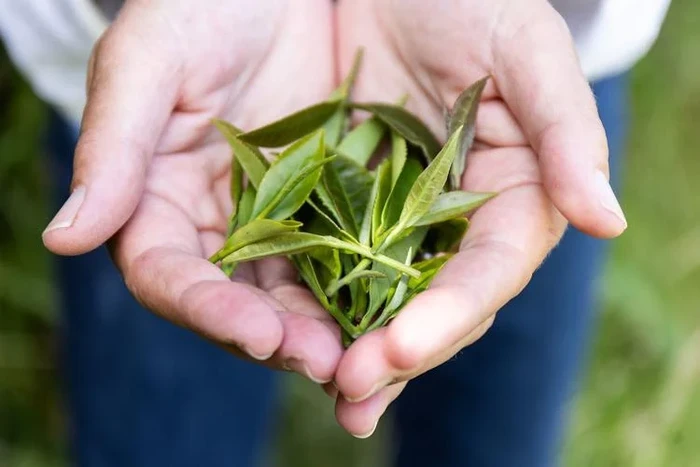 **Keren! Ilmuwan Uji Coba Tanam Teh di Luar Angkasa, Hasilnya Mengejutkan untuk Para Pecinta Minuman Segar!**