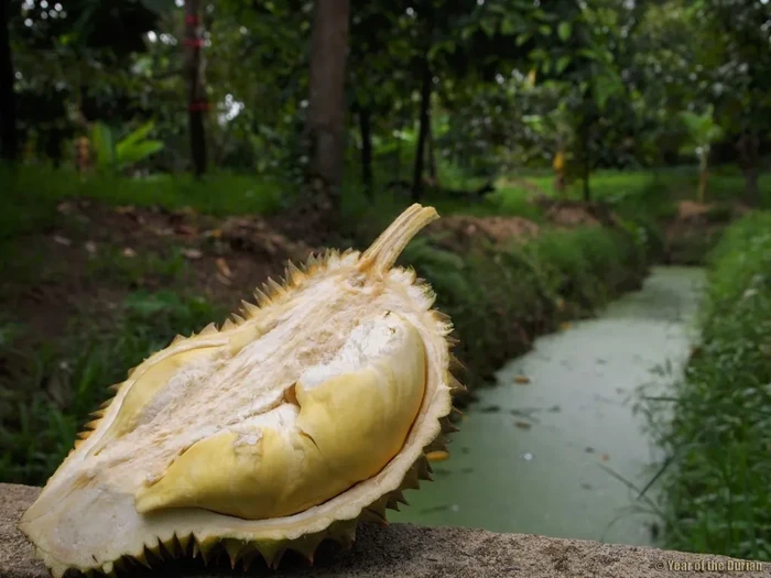 Nikmati 5 Fakta Durian Kanyao, Durian Mahal yang Pernah Terjual Rp 680 Juta, Resep Lezat untuk Pecinta Rasa Eksotis