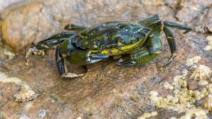 Tragis! Pria Tewas Karena Kepiting Hijau yang Hendak Dimasak