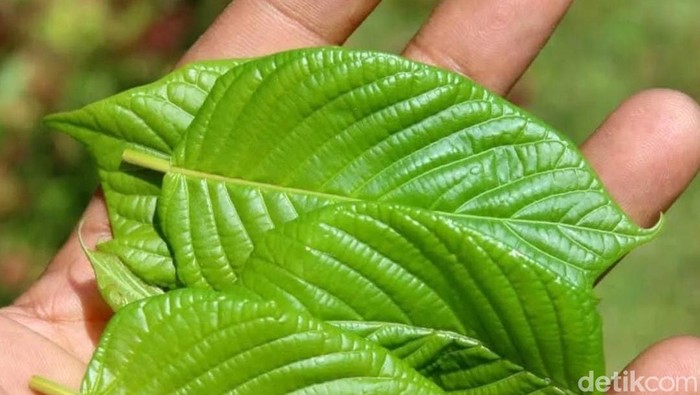 Tragis, Siswi di Thailand Tewas di Asrama usai Minum 1,5 Liter Jus Kratom: Kebiasaan yang Berujung pada Kematian!