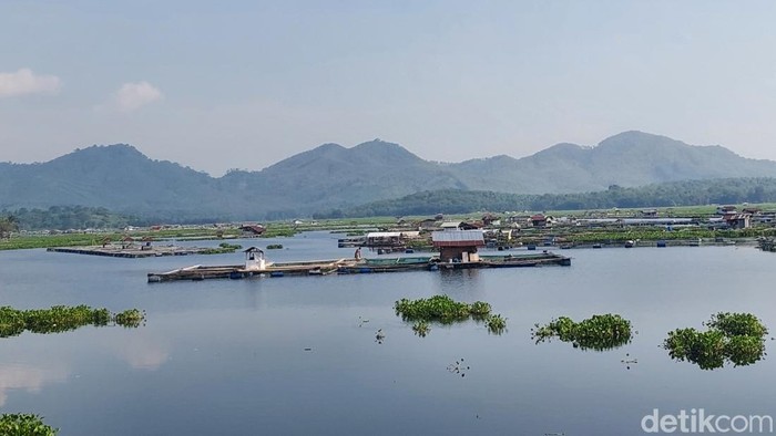 Ikan Waduk Cirata Tercemar Merkuri: Bahaya bagi Kesehatan dan Langkah Solusi