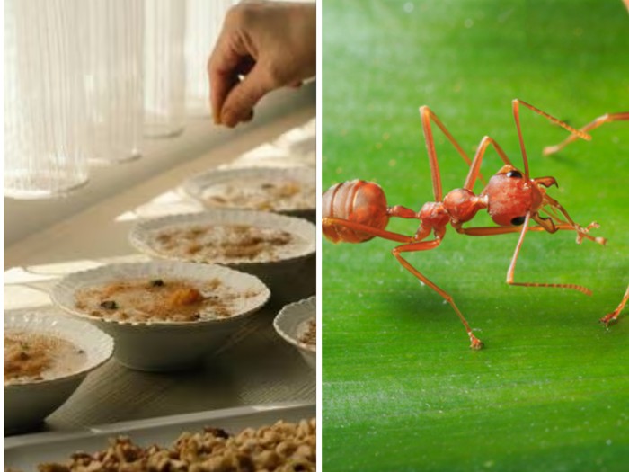 Restoran Michelin Kena Masalah usai Sajikan Makanan dengan Hiasan Semut: Inilah Kisahnya