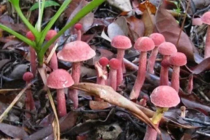 4 Fakta Kulat Pelawan, 'Truffle'-nya Indonesia Seharga Rp 1,2 juta per Kg yang Mungkin Belum Kamu Ketahui
