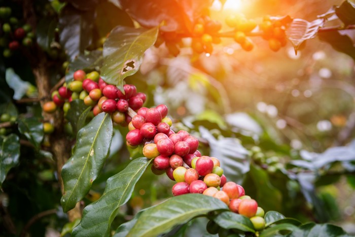 4 Jenis Kopi Legendaris Indonesia yang Mempesona Sejak Abad 19!