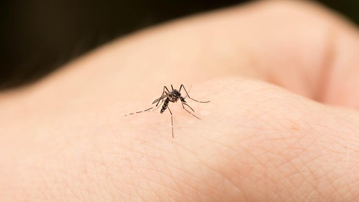 Chikungunya Tembus 7 Ribu Kasus di China, Implementasi Protokol COVID