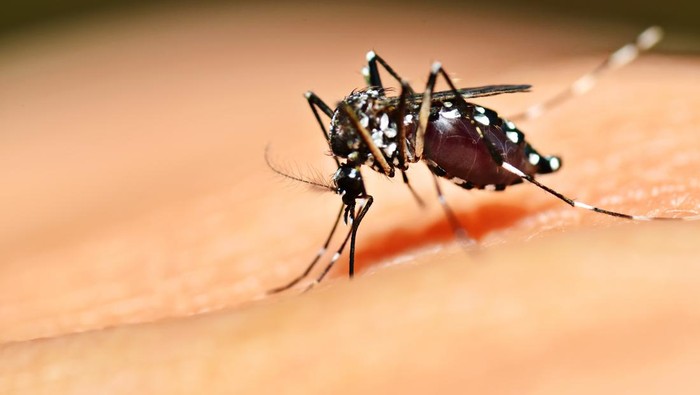 Kenaikan Kasus Chikungunya di Singapura: Meningkat Dua Kali Lipat dalam 2024