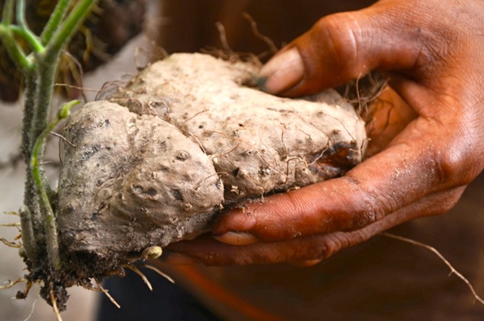 5 Makanan Murah Tapi Bersejarah, Pernah Jadi Bekal Pejuang Kemerdekaan: Do You Know Their History?