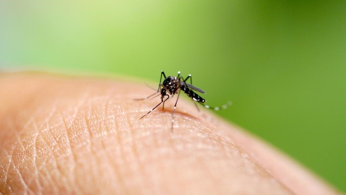 RI Dihantui Peningkatan Kasus Virus Chikungunya, Waspadai Gejalanya: Menjaga Kesehatan di Tengah Tren Meningkatnya Kasus