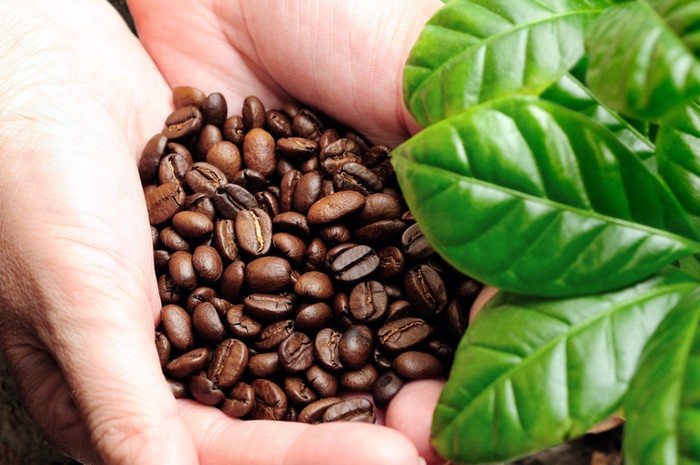 5 Kopi Indonesia dengan Karakteristik Istimewa, dari Sumatera hingga Bali: Menyeduh Budaya dalam Setiap Gigitan