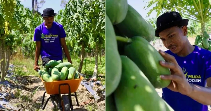 **Keren! Dapatkan Rp 50 Juta per Bulan dengan Menanam Buah Zaitun Lezat!**