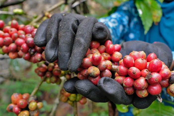 **Uniknya Kopi Ngalas Wadas, Identitas dan Kebanggaan Warga Desa Wadas**