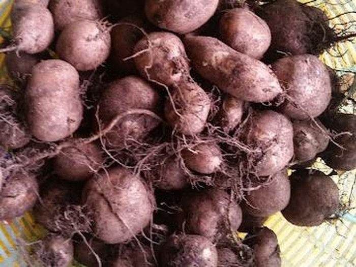 **Kentang Jembut Masuk KBBI, Resep Lezat dan Sehat untuk Seluruh Keluarga**