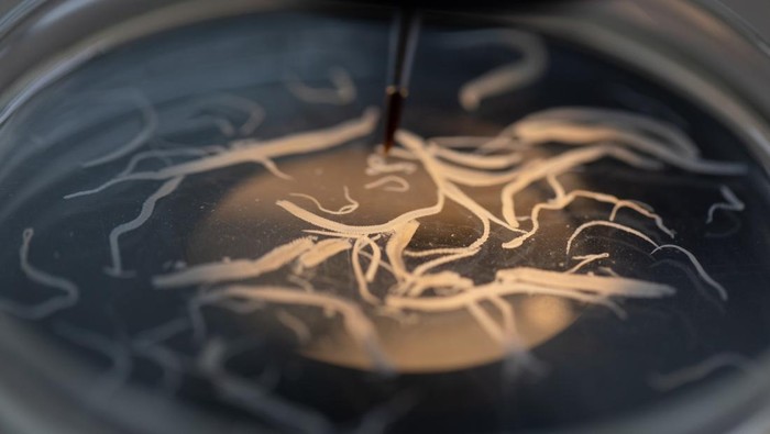 BKKBN Tanggap Darurat: Balita Muntah Cacing, Larva Menyerang Paru-paru!