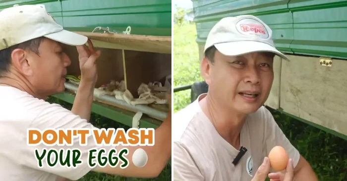 Jangan Langsung Dicuci, Simpan Telurmu dengan Cara Peternak untuk Rasa Segar yang Lebih Lama